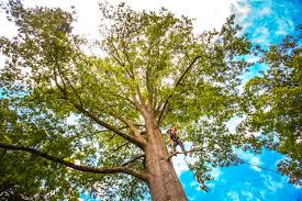 Seasonal Cleanup (Spring/Fall) in Elizabethtown, NC