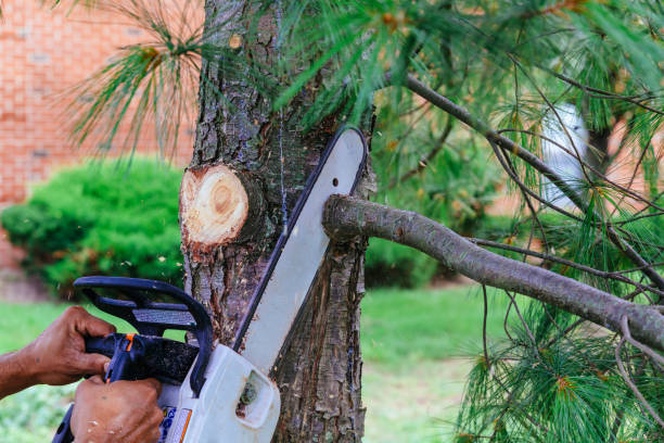 Best Tree Disease Treatment  in Elizabethtown, NC